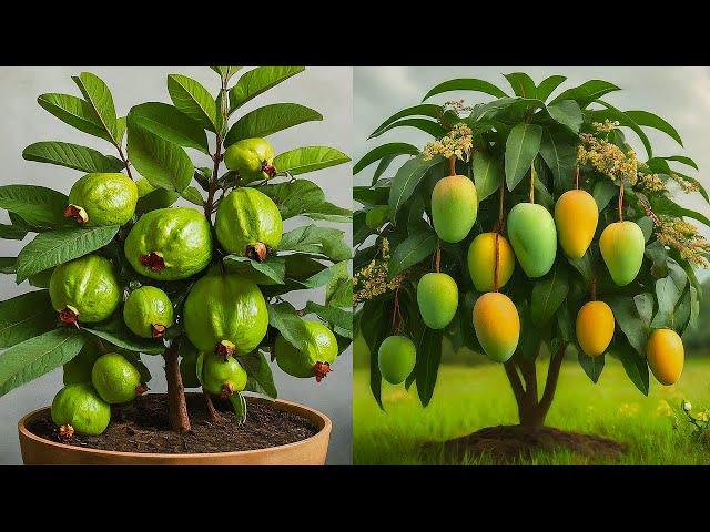 Ready to grow your own Mango and Guava trees at home, how to grow mango and guava trees