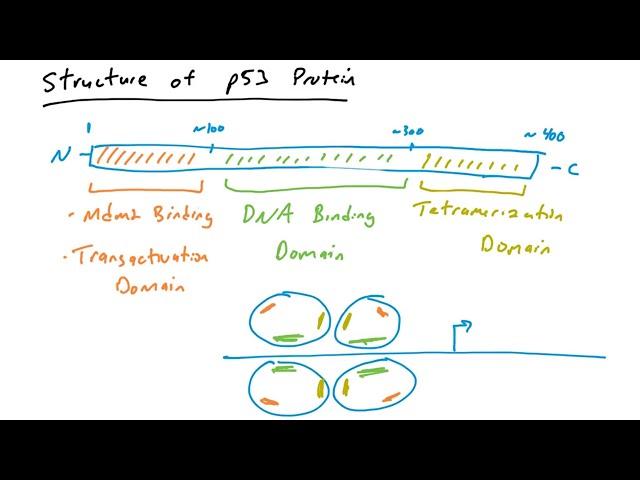 p53 mutations in cancer