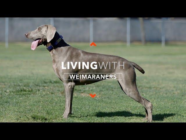 ALL ABOUT LIVING WITH WEIMARANERS