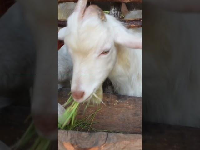 Goats of Alipudopud #kalding #whitegoats #otucan #mountainprovince