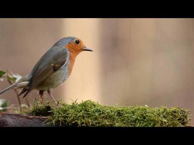 Robin Bird in forest | Free stock footage | Free HD Videos - no copyright