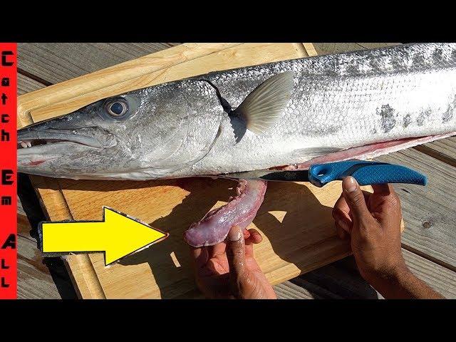 INSIDE this BARRACUDA FISH STOMACH! **What you NEVER EXPECTED!**