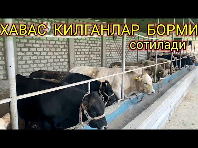 БУКА  БОКИШ  СИРИНИ  УРГАНИГ  ВА  СОТИБ  ОЛИНГ️+998948924005