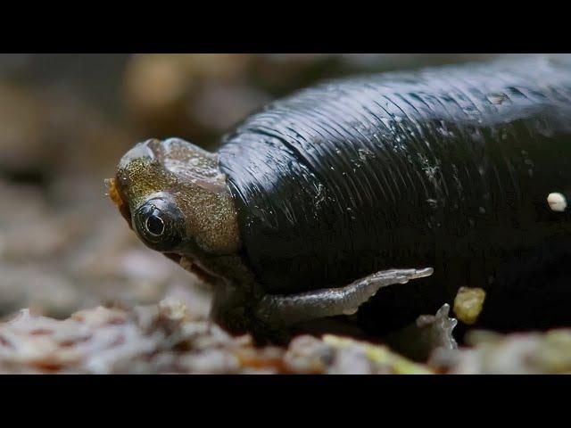 A giant leech swallows a toad whole!