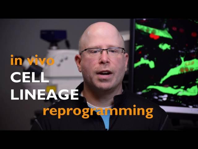 In Vivo Cell Lineage Reprogramming