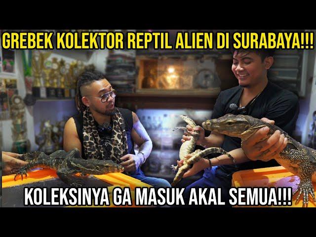 MISTIS! KOLEKTOR BIAWAK BEREKOR 2 , BIAWAK BERJARI 14, DAN RATUSAN M4Y1T HEWANN ?! TERLANGKA DIDUNIA