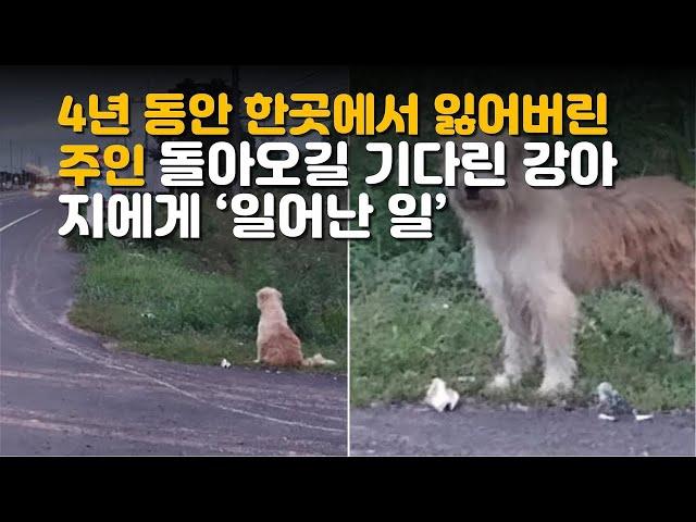 4년동안 한곳에서  잃어버린 주인 돌아오길 기다린 강아지에게 일어난 일