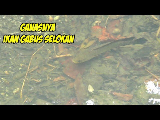 Sambaran Ikan Gabus Besar Di Selokan Mancing Tempat Di Sarangnya(Snakehead Fishing)