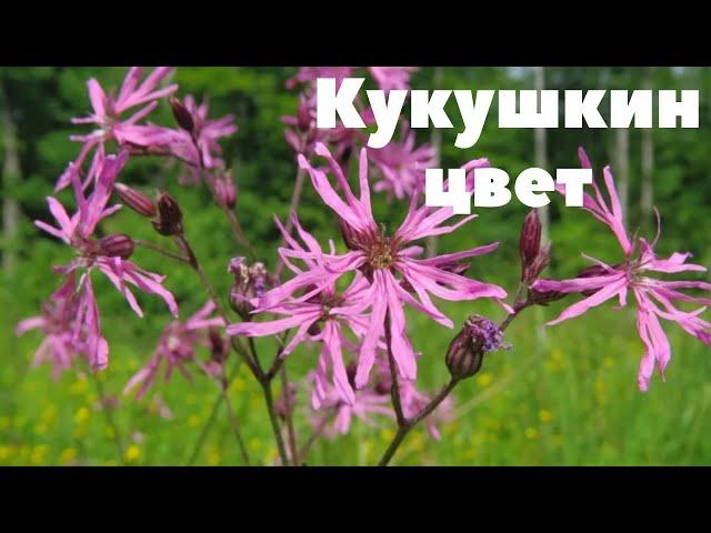 Кукушкин цвет обыкновенный ! Лекарственное растение