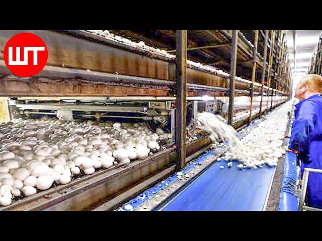 How Mushrooms are Grown & Processed | Modern Mushrooms Farming Technology | Food Factory