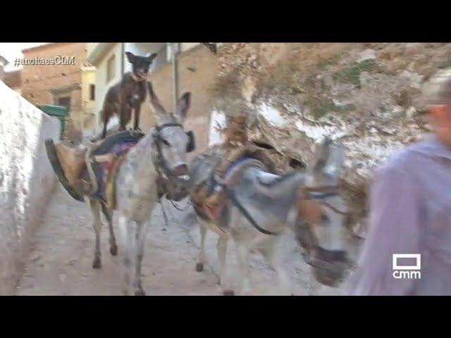 Burros y perros, amigos inseparables