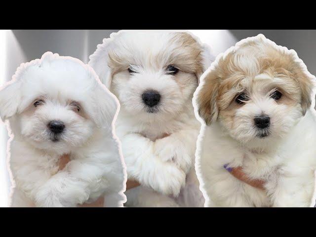 Three Coton de Tulear puppies get their first bath