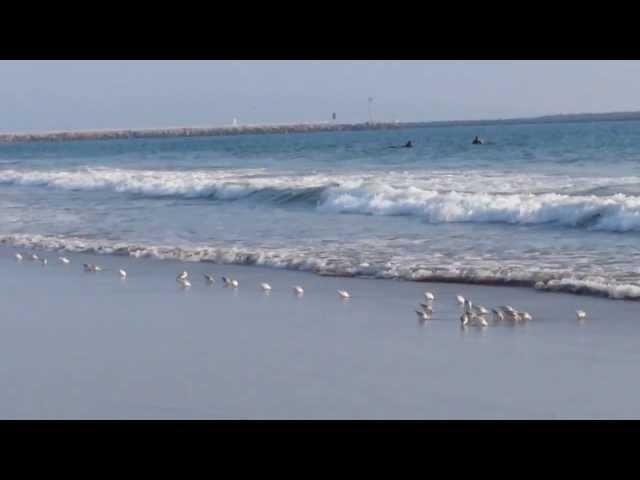 So Cute! Little Sandpiper Birds Run In and Out of the Pacific Ocean at Venice Beach California!