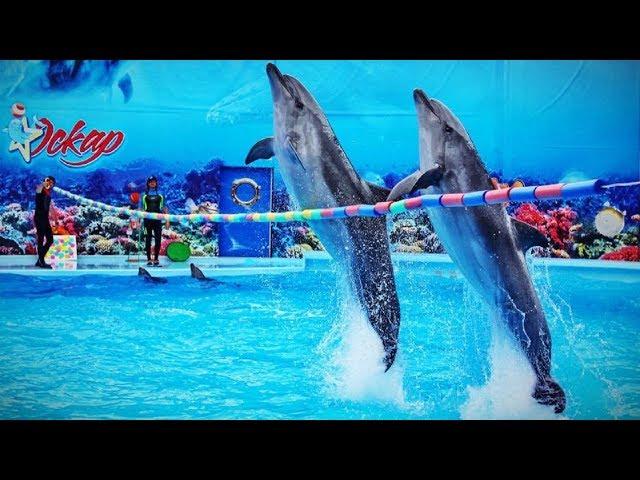 Dolphinarium "Oscar" in Genichesk. Full performance of dolphins