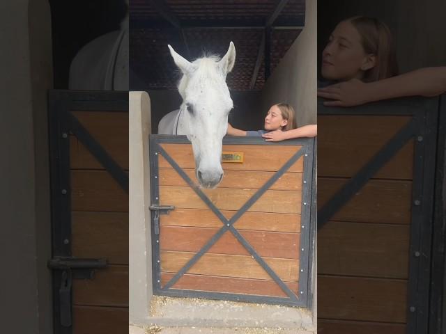 Happy Gotcha Day Gardeur!! ️ #gilaryeq #horse #showjumping #equestrian #fyp #ponies #horses