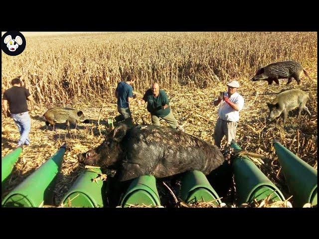 How Farmers And Hunters Deal With Millions Of Wild Boars Attacking Corn Fields