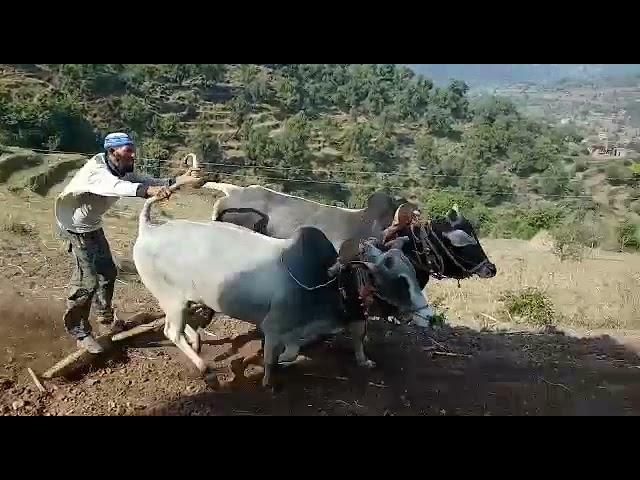 ox race in jamola Rajouri