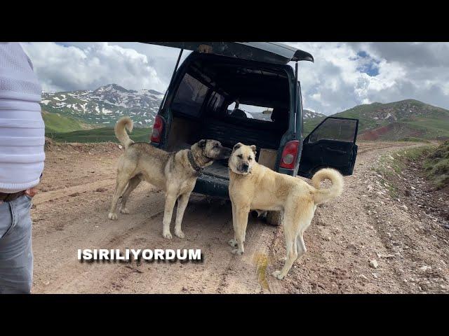 AZAPLA GEZERKEN YANIMIZDAN GEÇEN BİR ARABANIN ARKASINDAN BİR KÖPEK İNDİRDİLER