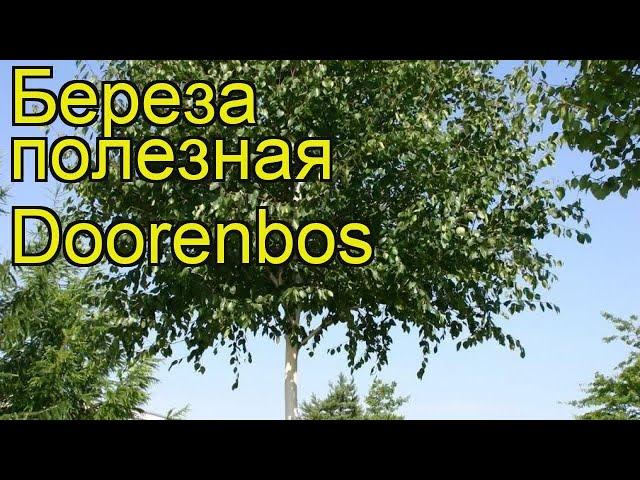 Береза полезная Доренбоз. Краткий обзор, описание характеристик betula utilis Doorenbos