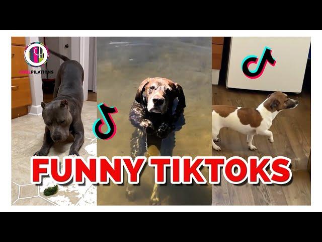 Dogs do the DARNEST things! | TikTok Coolpilation