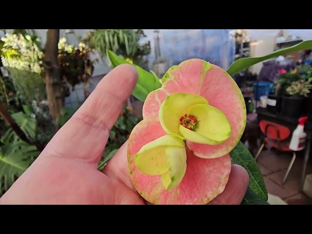 Un pequeño recorrido en nuestro Jardin #coronasdecristo #crownofthorns #euphorbia #plants #garden