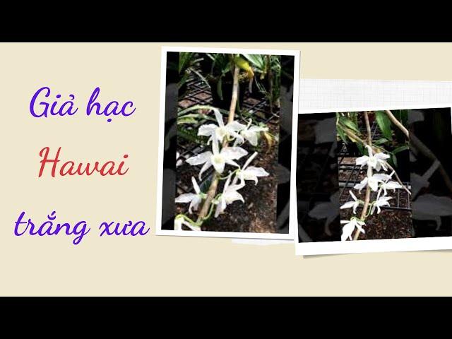 Giả hạc Hawai trắng xưa rất là thơm! [MAI HUY]