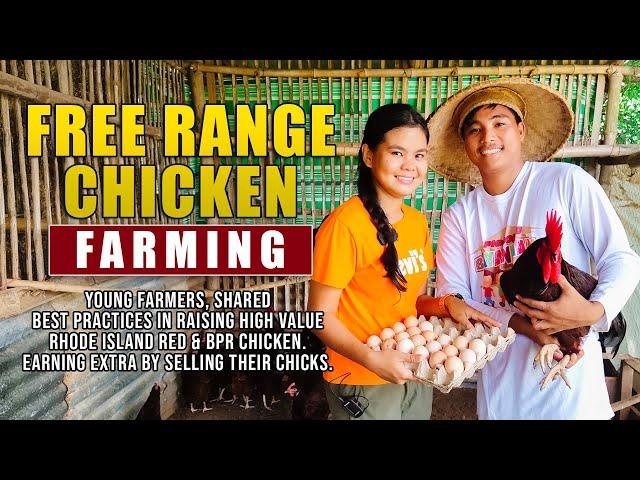 BEST FREE RANGE CHICKEN FARMING: YOUNG FARMERS, SHARED BEST PRACTICES IN RAISING RIR & BPR CHICKEN