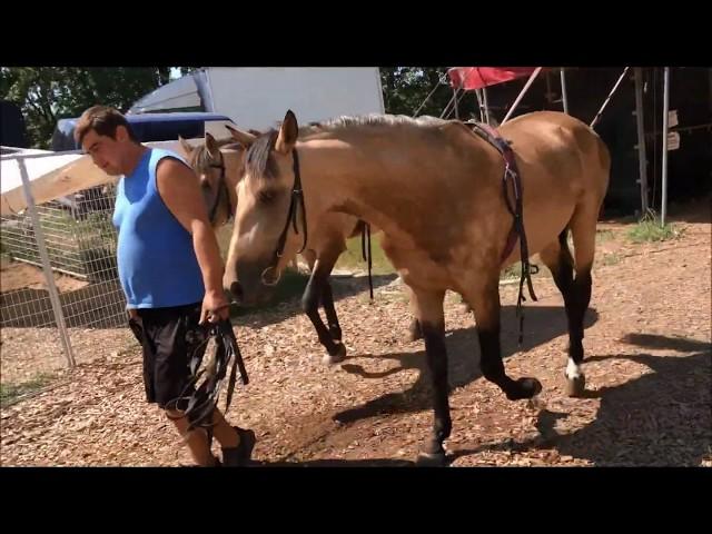 Robert Stipka jun. - horse training @ Circus Louis Knie