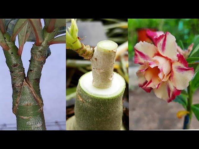 Grafting V & Flat On Adenium Plant  | Desert Rose Tablet Graft