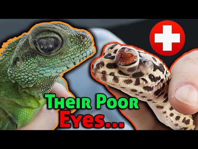 Rescuing Lizards with MAJOR Eye Infections