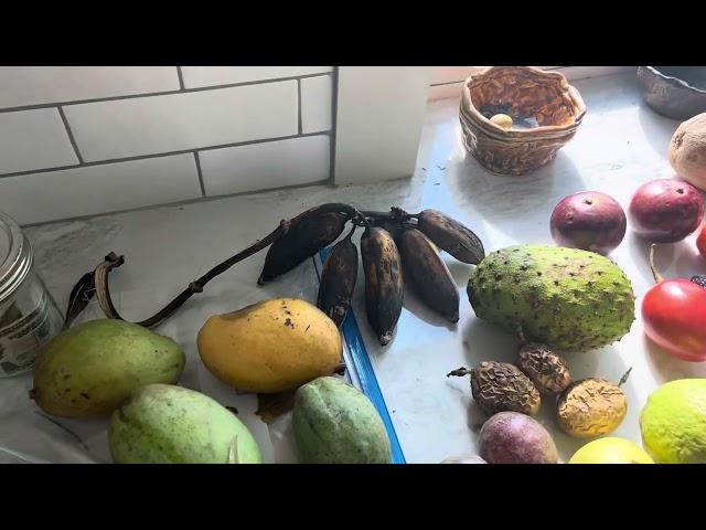 Harvesting tropical fruit in central Florida