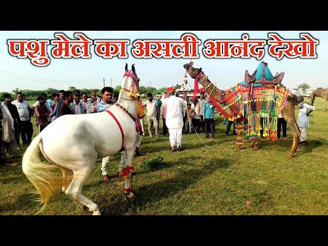 राजस्थान का सबसे खूबसूरत पशु मेला पाबोलाव हनुमान पशु मेला 2024 / Pabolav Pashu Mela 2024