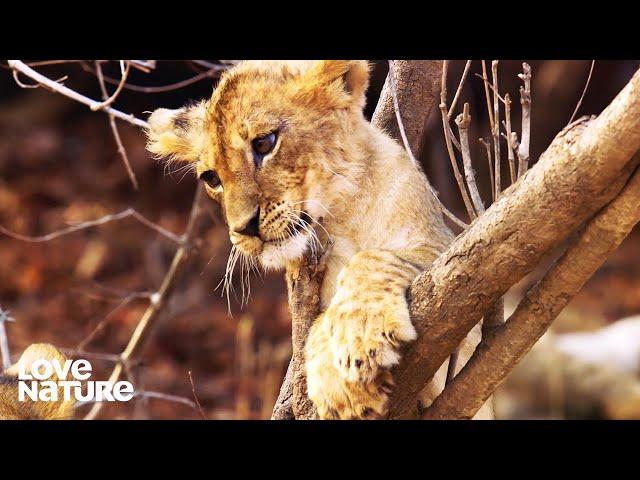 Hungry Baby Lion Cub Vanishes and Filmmakers Fear the Worst