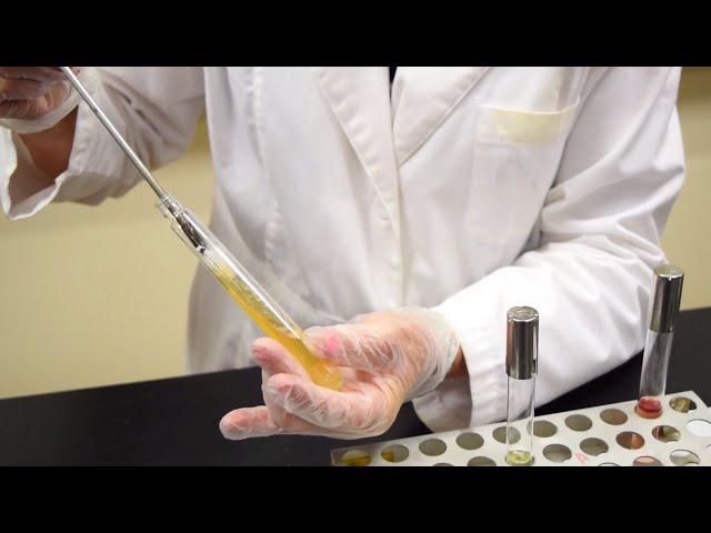 How to Inoculate a Tryptone Broth Tube for Indole Production - MCCC Microbiology