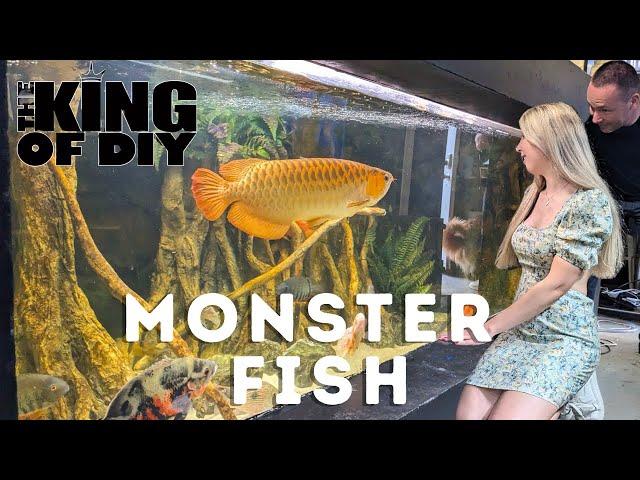 FULL Aquarium Gallery Tour with the king of DIY