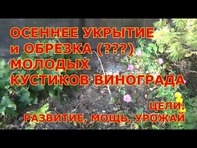 ч 1  ОБРЕЗКА и УКРЫТИЕ винограда 1 и 2 года жизни. А НУЖНА ЛИ ему ОБРЕЗКА?