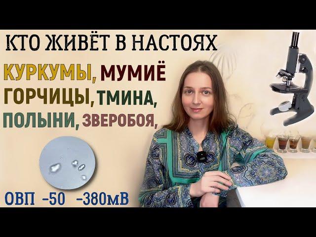 Настои под микроскопом: горчица, куркума, полынь, пижма, тмин, мумие...