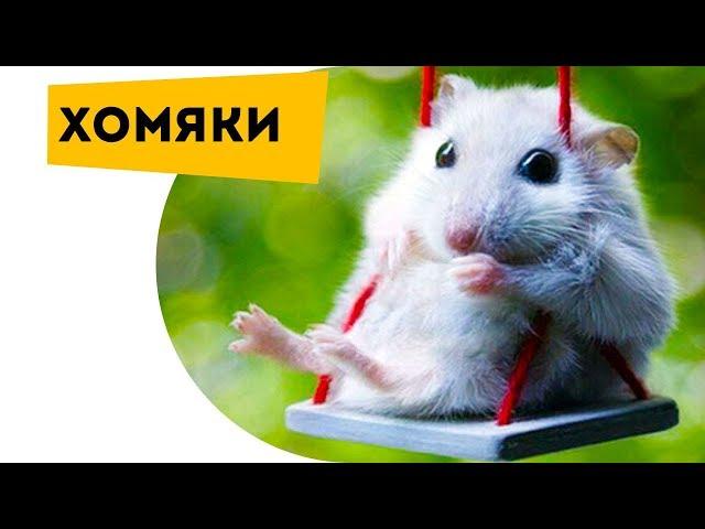 Hamster funny moments. Funny hamster videos for kids