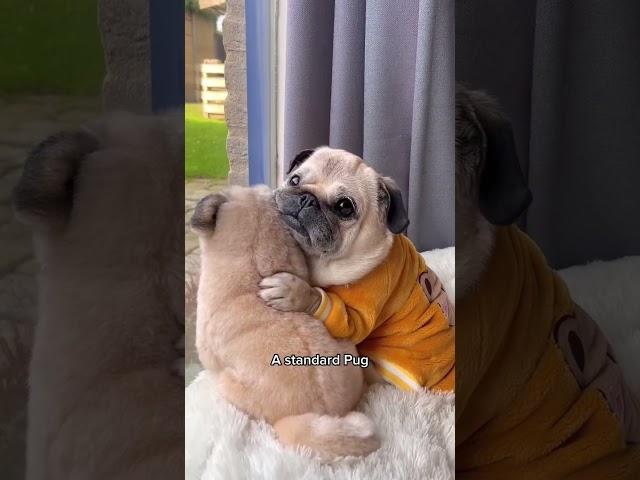 A Song Dedicated to Pugs  #dog #shorts #pug (Song by Pug Donut)