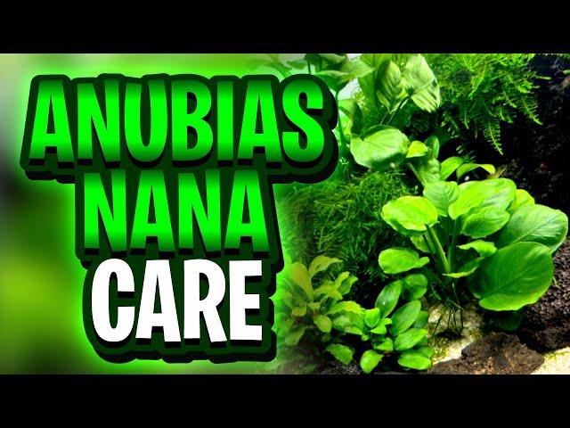 Anubias Nana Care Guide: Proven Tips to Keep This Plant Looking Amazing!