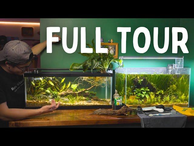 BEST Low-Tech Aquascapes FISH ROOM TOUR | @WorldofWhasian INTERVIEW