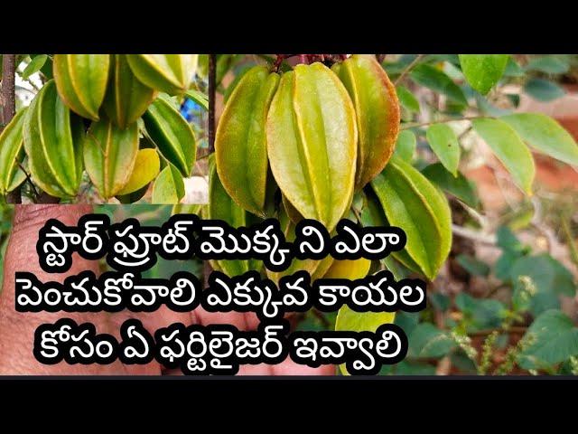 how to grow star fruit plant full guide...less maintenance heavy yield..