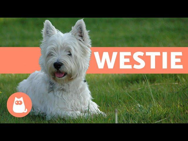 West Highland White Terrier (Westie) - Characteristics and Care