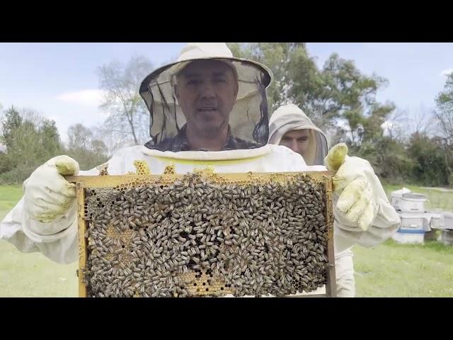 Uyguladığımız taktikle Bakalım ana arı yavru atmış mı ?  Beekeeping. arıcılık.