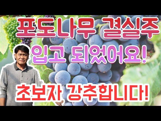 초보자분들 강력 추천 포도나무 4년생 키워보세요! 캠벨 샤인머스켓 포도 묘목 소개합니다