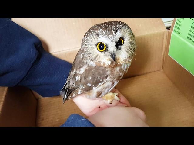 冷たい雪地に落ちて氷像のようになった子フクロウ。優しい家主に救助された後、梟は驚くべき反応を見せた！【感動】