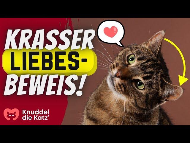 10 kuriose Arten deiner Katze, dir ihre Zuneigung zu zeigen