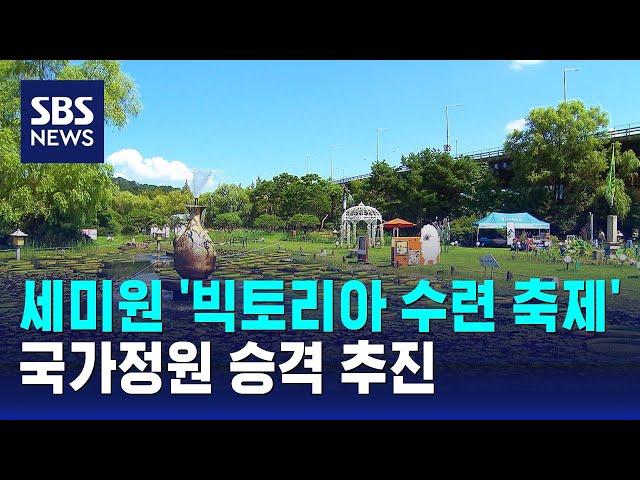 양평 세미원, '빅토리아 수련 축제'…국가정원 승격도 추진 / SBS