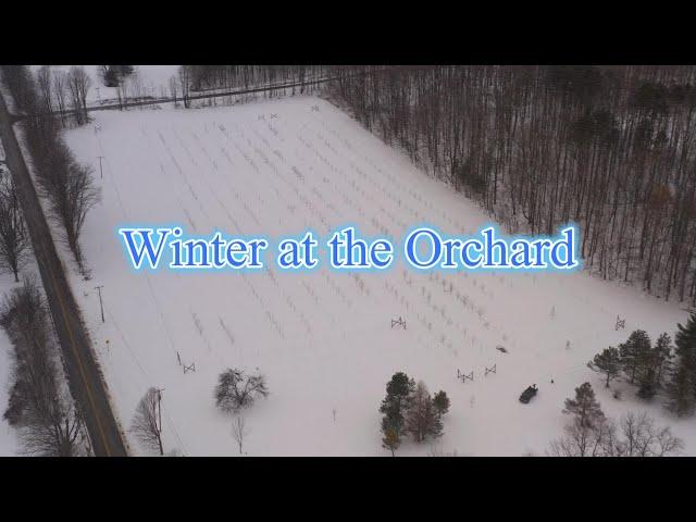 Winter at the Orchard