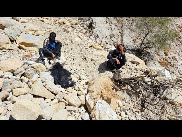 Daily life of nomads, an unfortunate incident, sheep being torn apart by a wolf